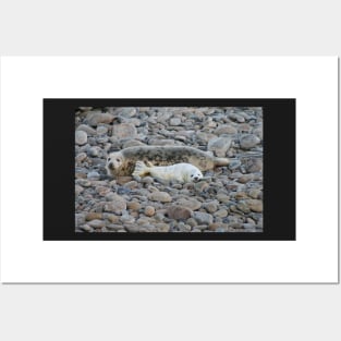 Grey seal & pup Posters and Art